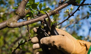 Nuevos cursos agrícolas para los meses de febrero y marzo