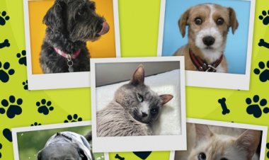 V Feria de Adopciones de animales de compañía en Alhama de Murcia: ¡encuentra a tu compañero fiel!