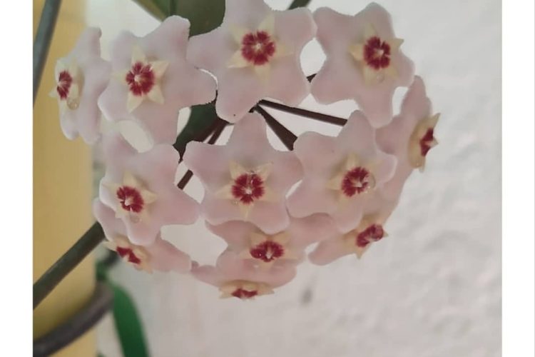 El ALMA-cen de la abuela. (Artículo de Isabel Campos López)