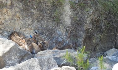 El nacimiento de 4 cachorros de lince ibérico confirma a las Tierras Altas de Lorca como un enclave idóneo para la pervivencia de la especie