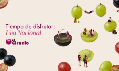 El Ciruelo inicia su campaña nacional de uva de mesa con una previsión de 70.000 toneladas 