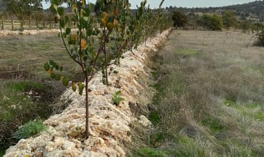 La Comunidad inicia en Sierra Espuña un proyecto piloto para reutilizar la lana local como acolchado natural en cultivos y reforestaciones