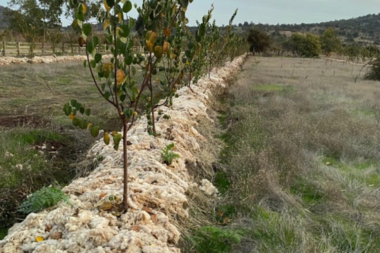 La Comunidad inicia en Sierra Espuña un proyecto piloto para reutilizar la lana local como acolchado natural en cultivos y reforestaciones