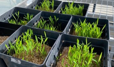 Sierra Espuña se convierte en laboratorio natural para reforzar los bosques frente al cambio climático