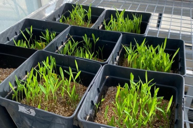Sierra Espuña se convierte en laboratorio natural para reforzar los bosques frente al cambio climático
