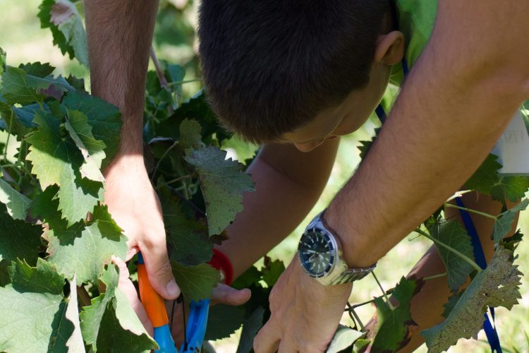 Bodegas Luzón arranca la XV edición de Vendimia Abierta con aforo completo en sus primeras actividades y nuevas experiencias en torno al vino
